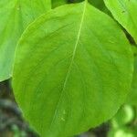 Cornus rugosa Foglia