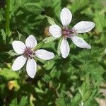 Erodium cicutarium 花