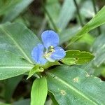 Commelina virginica Floro