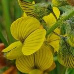 Crotalaria uguenensis फूल
