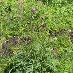 Cirsium rivulare Costuma