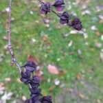 Exochorda × macrantha Fruit