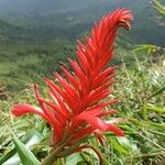 Pitcairnia bifrons Virág