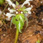 Lamium bifidum Лист