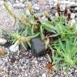 Rumex palustris Облик