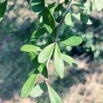 Sideroxylon lanuginosum Leaf