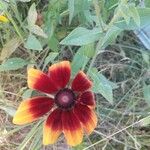 Rudbeckia trilobaЦвят