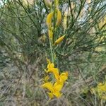 Genista aetnensisLorea