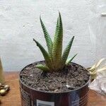 Haworthia attenuata পাতা