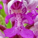 Orchis militaris Квітка