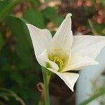 Zephyranthes candida Floro