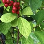 Schisandra chinensis List