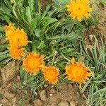 Crepis aureaFlower