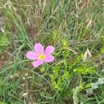 Sabatia campestris Flower