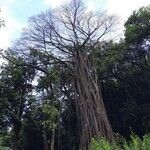 Ficus virens Habit