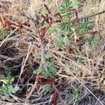 Indigofera arrecta برگ