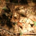 Epifagus virginiana Fruit