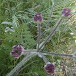 Turgenia latifolia Flower