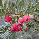 Taxus baccataФрукт