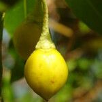 Bontia daphnoides Fruit