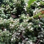 Crassula expansa Flower