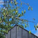 Ceiba pentandraBlad