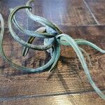 Tillandsia paucifolia 葉