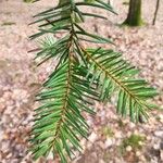 Abies albaपत्ता