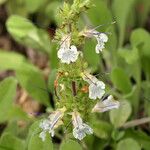 Salvia sonomensis 花