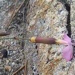 Dianthus sylvestris Blüte