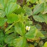 Fragaria vesca Blomma