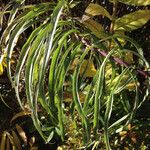 Helianthus pauciflorus 葉