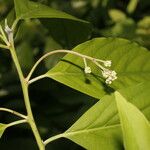 Nectandra martinicensis Flower