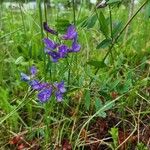 Vicia americana Flower