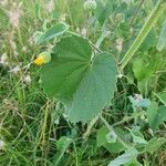 Abutilon mauritianum Folla