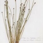 Eleocharis ovata Costuma