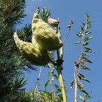 Asclepias syriaca Fruit