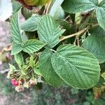 Rubus divaricatus Folla