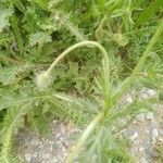 Papaver hybridum Fulla