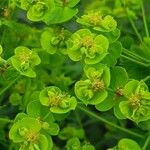 Euphorbia virgata Flor