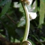 Cyathea arborea Λουλούδι