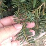 Taxus brevifolia Folha