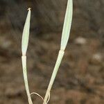 Calochortus macrocarpus Owoc