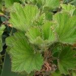 Pelargonium cucullatum Blad