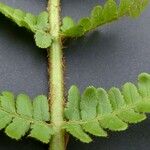 Dryopteris oreades 其他