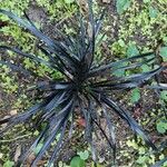 Ophiopogon planiscapus Blatt