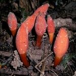 Balanophora fungosa Flor
