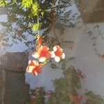 Campsis grandiflora Кветка