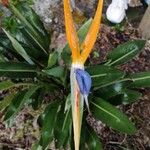 Strelitzia reginaeKvet