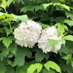 Viburnum macrocephalum Blüte